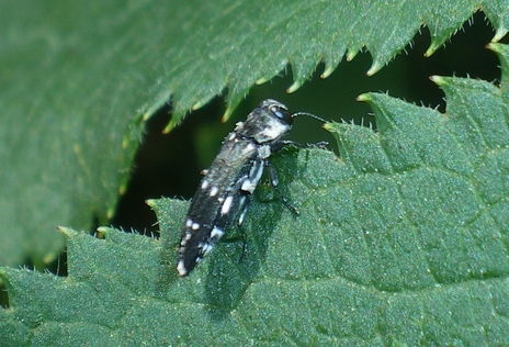 Agrilus ater